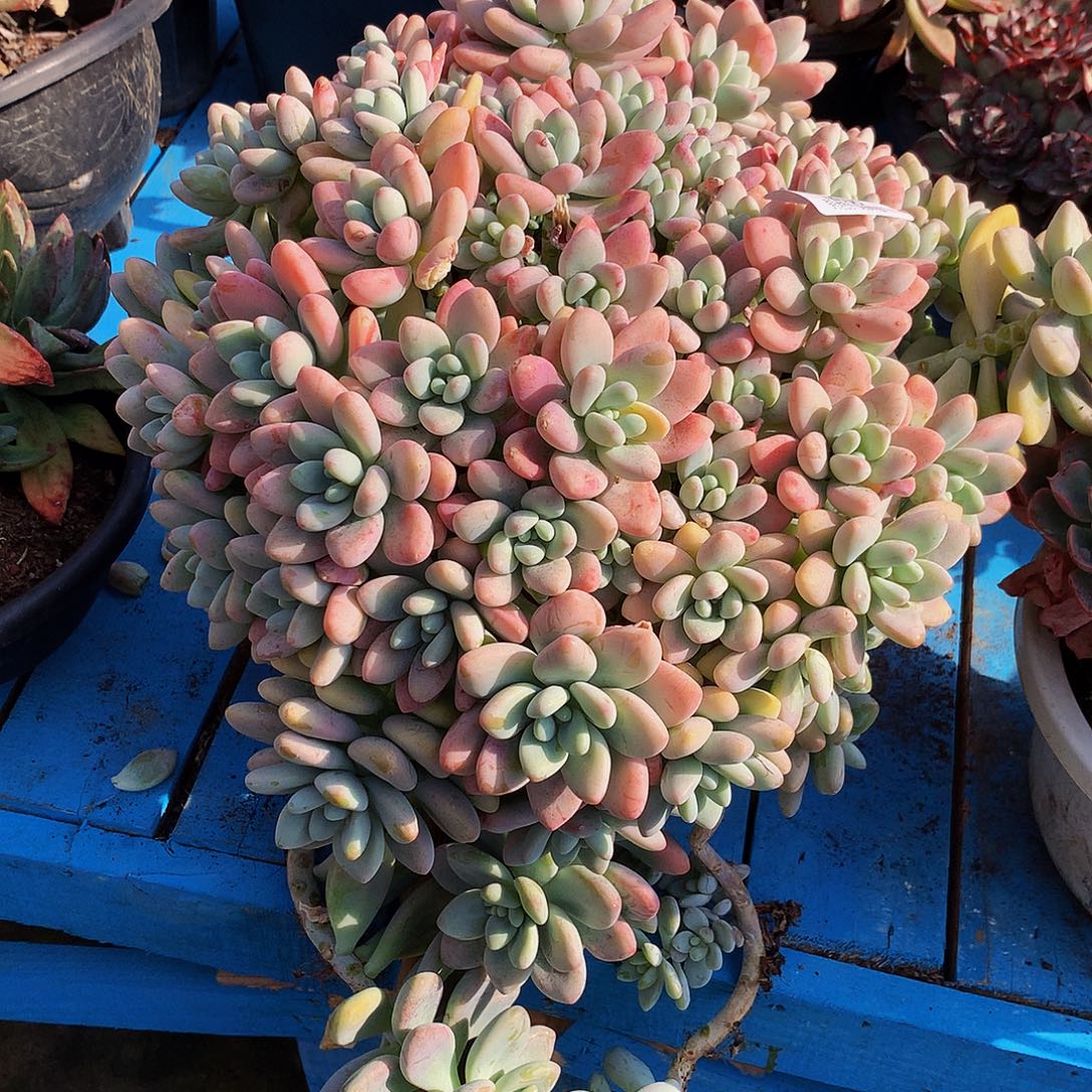 陈***姐红洛神12030多肉多肉