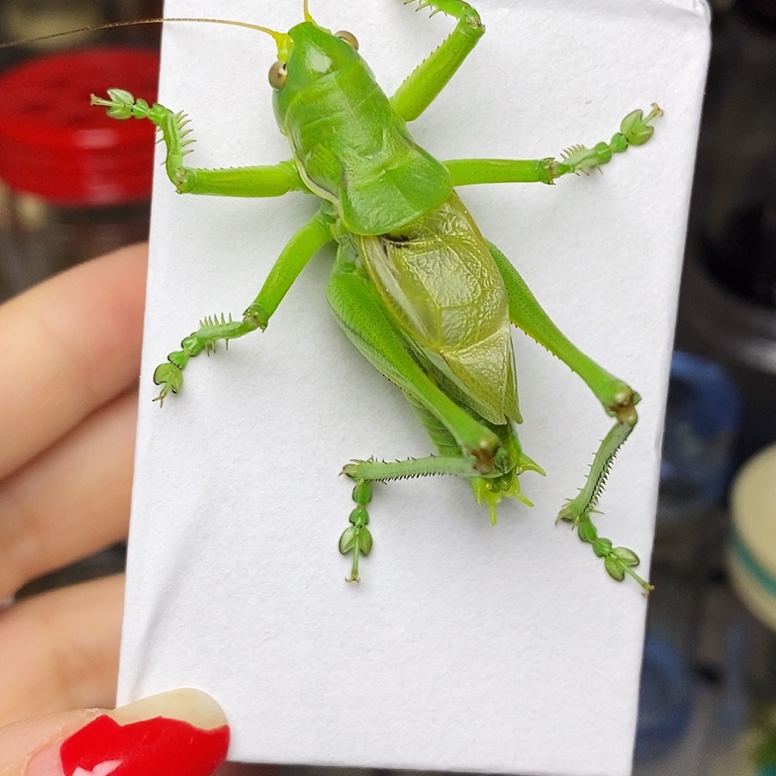 翡翠绿蝈蝈哈哈哈哈