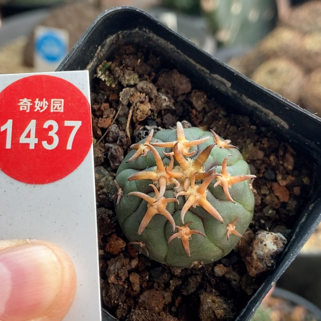 实生豪刺猫爪2.6cm