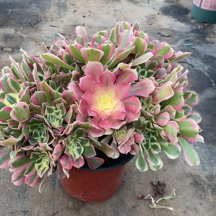 白凤多肉植物6。   