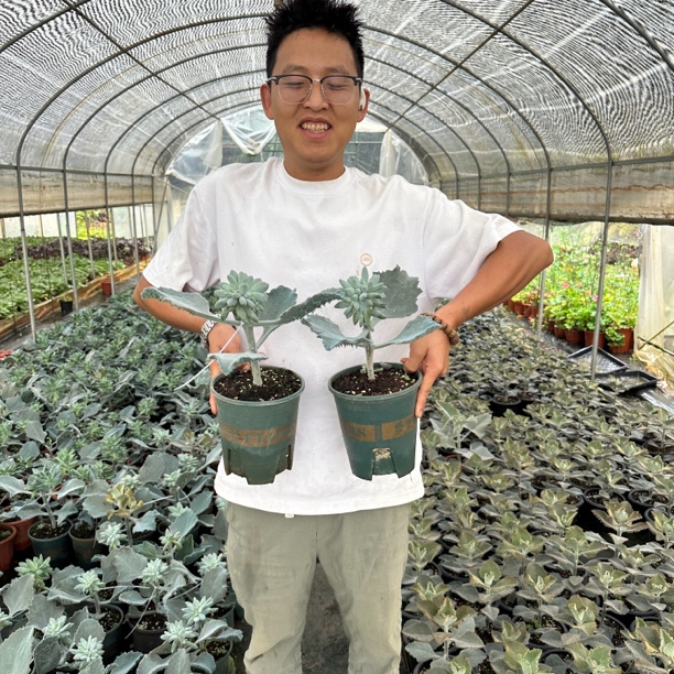 胖哥特缀化嫁接的哈 多肉植物缀化