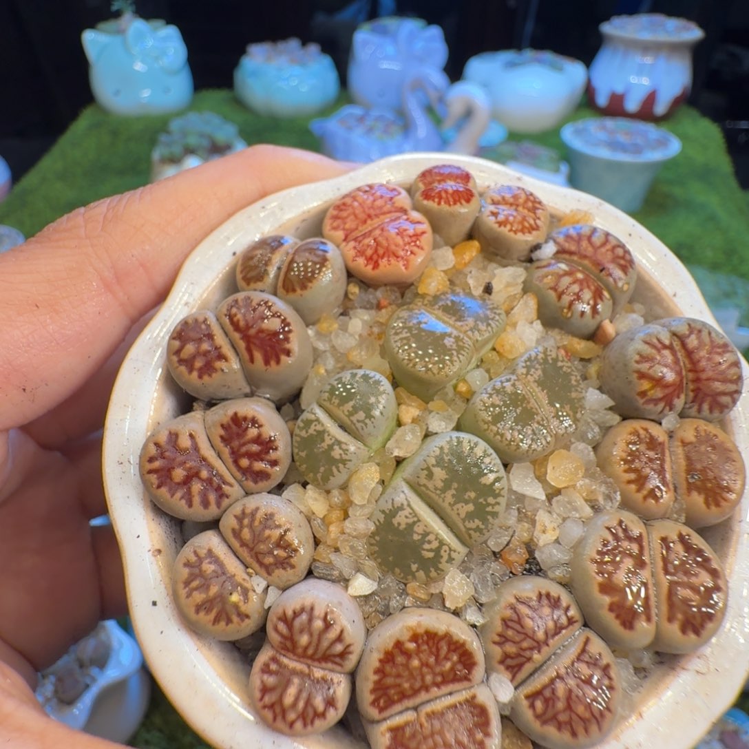 多肉开播福利价1137