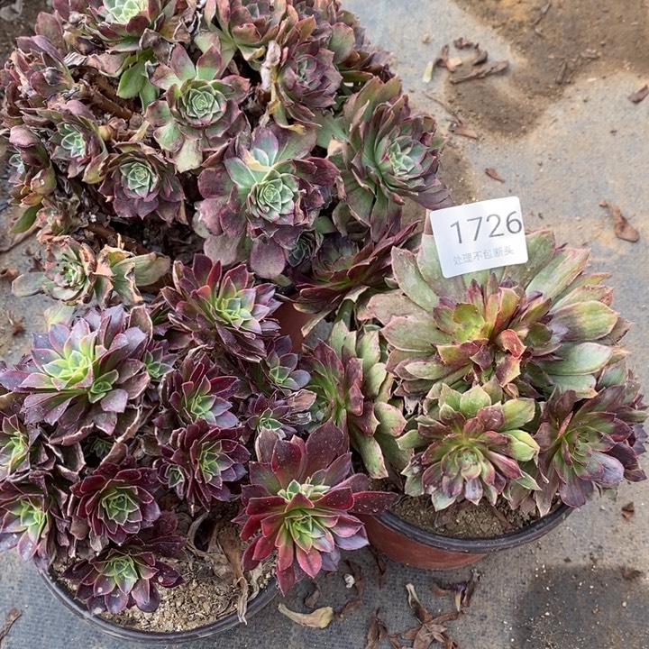3盆多肉断头不包1726