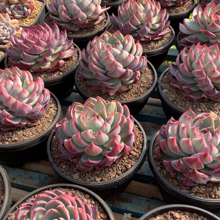 超大惊鸿仙子19.99多肉植物两单包邮