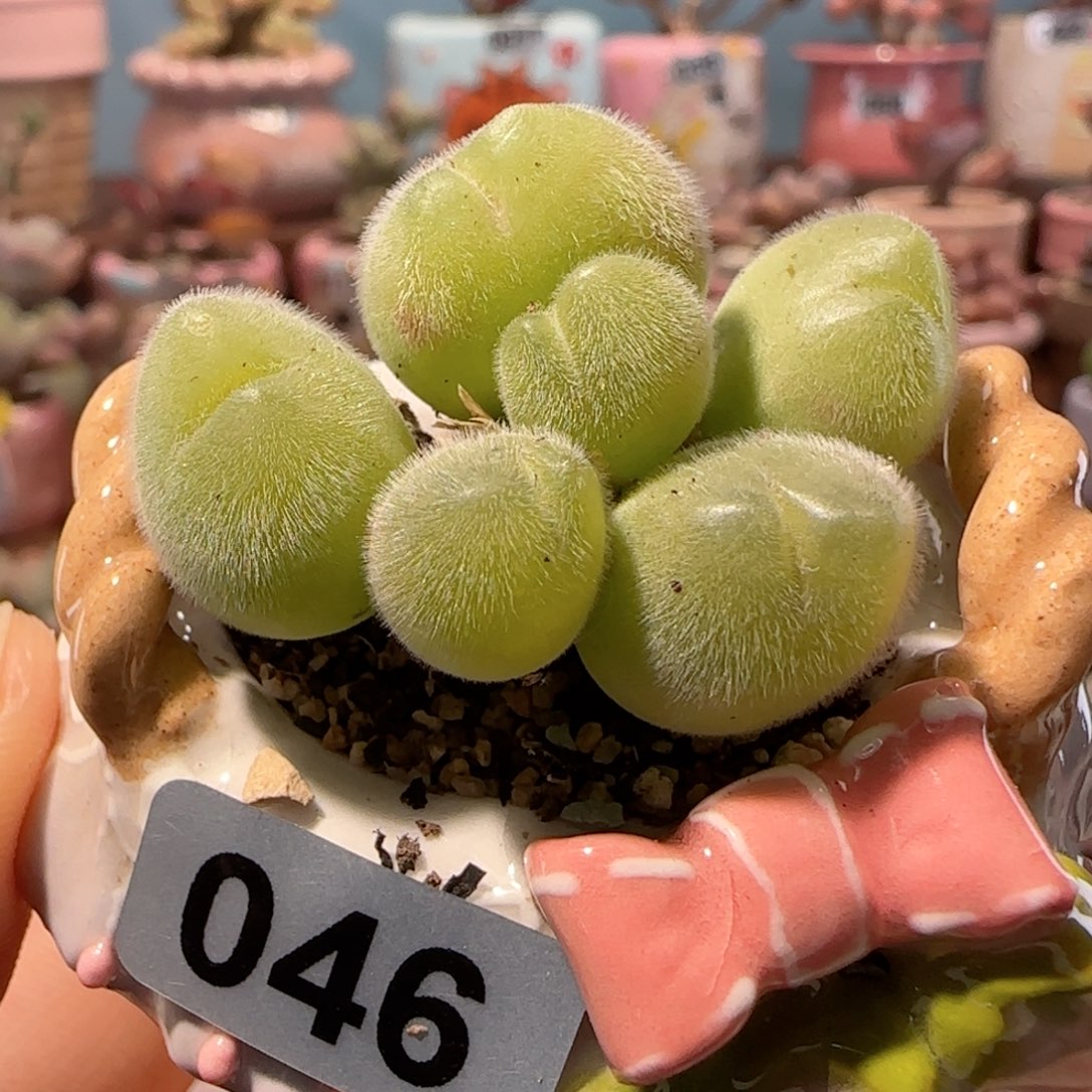 毛翠滴   盆口3.5cm