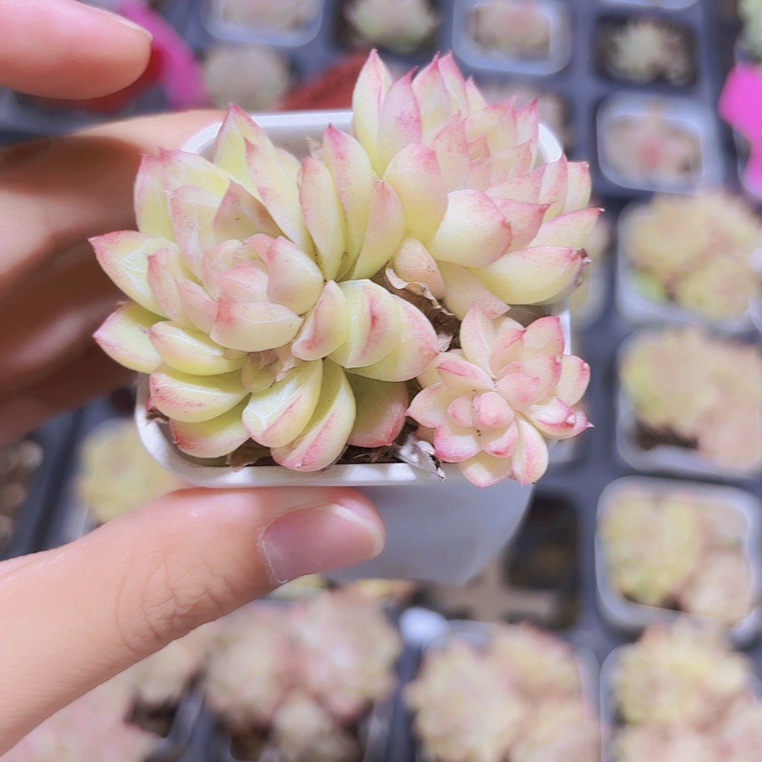 精品粉色女王多肉植物