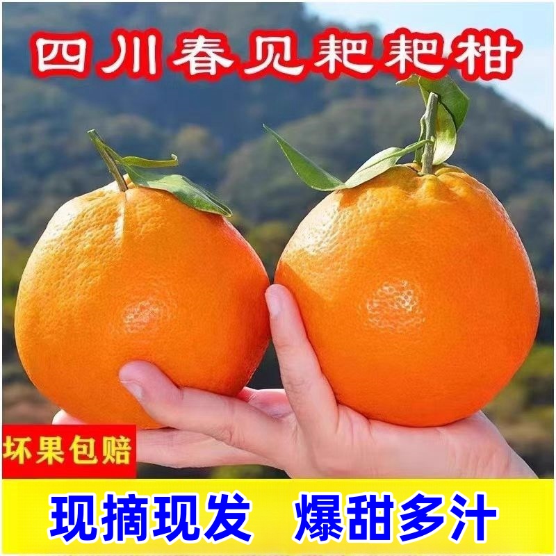 四川春见耙耙柑应季水果整箱爆甜多汁现摘新鲜水果手剥橘子B