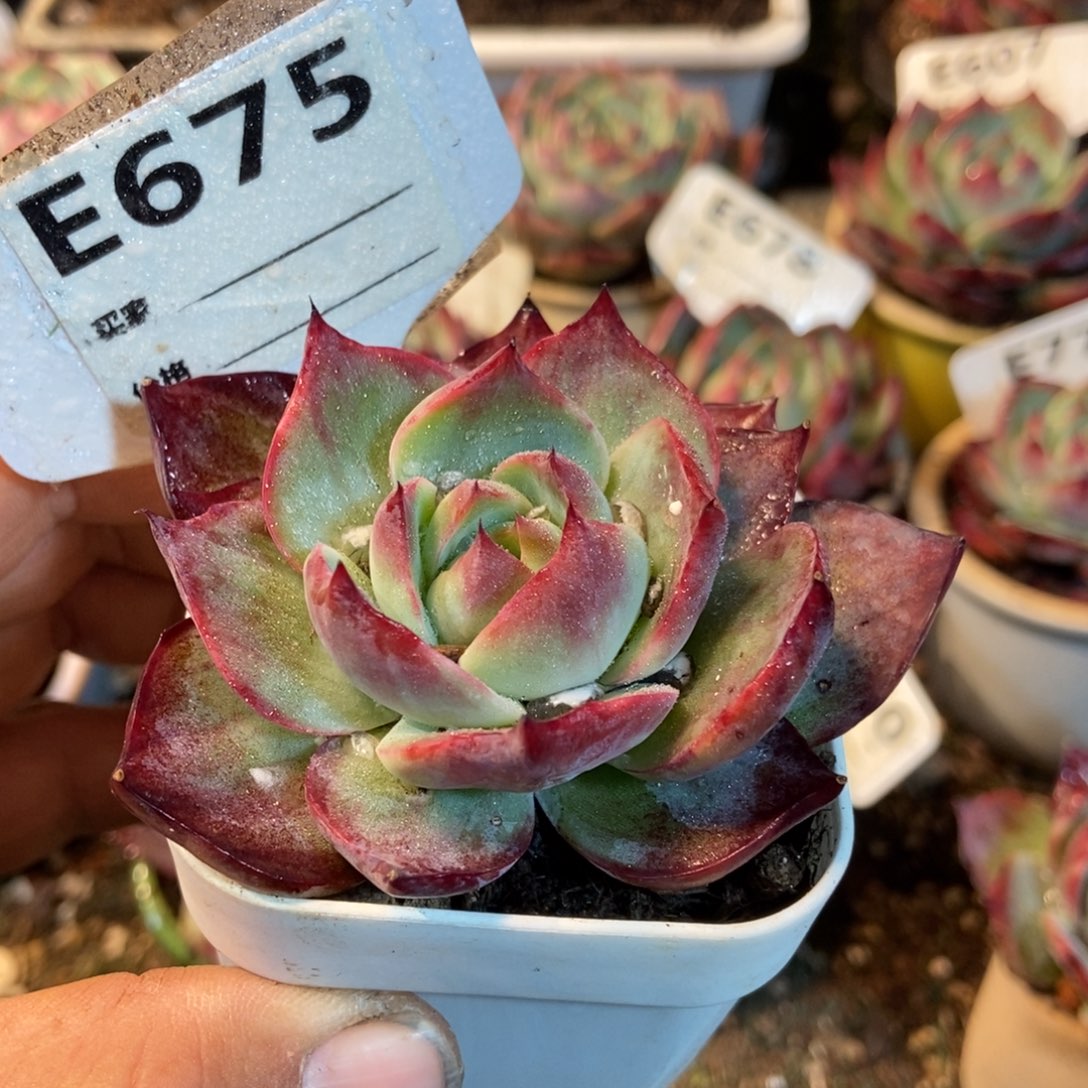 惊鸿一瞥675号多肉