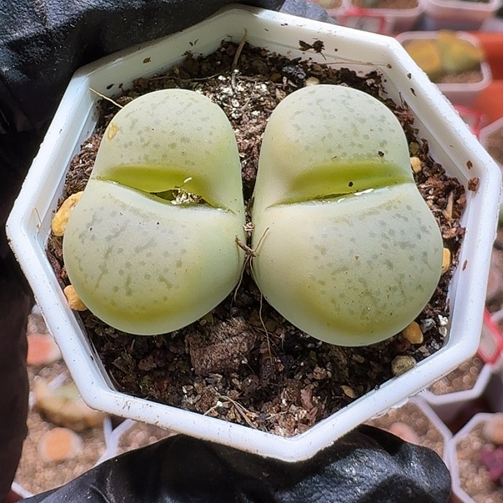 生石花2233:：/。   150