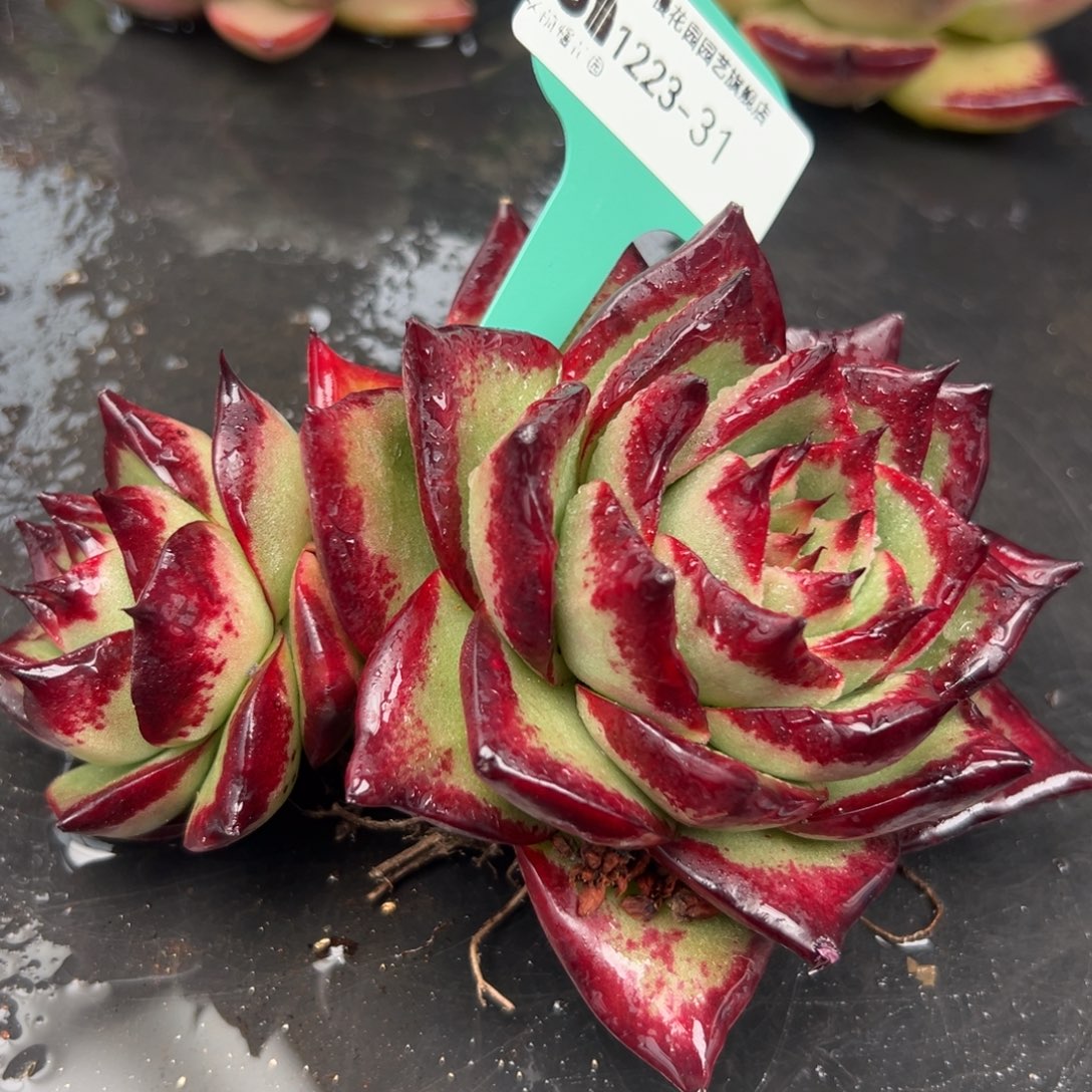 从前慢花园多肉编号1223-31