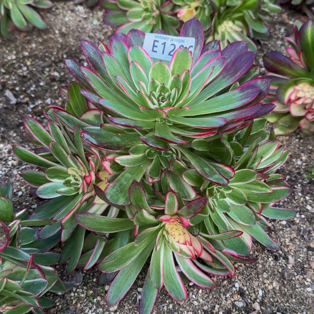 1296瑶光多肉植物