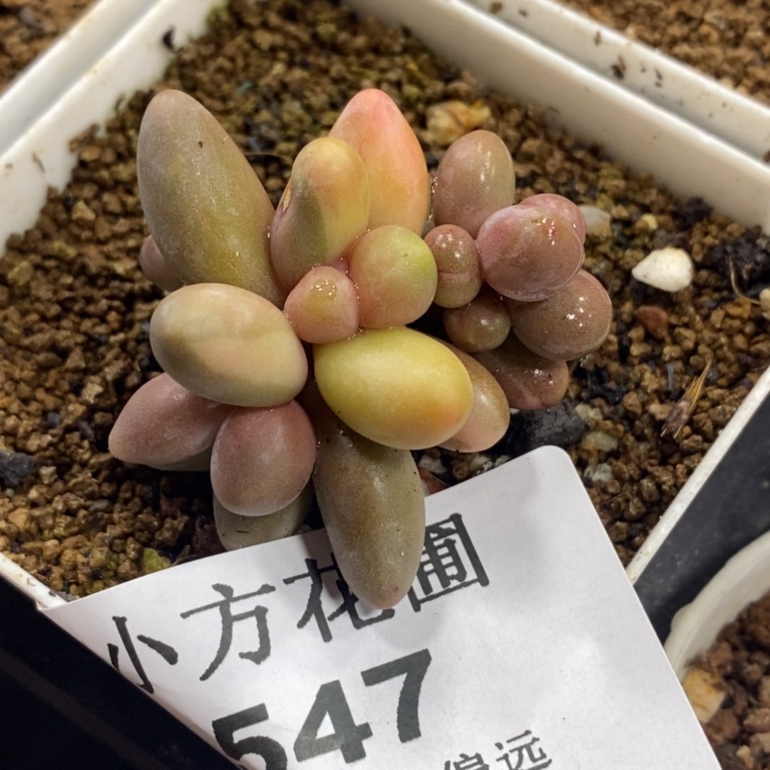 谁****堡547红手指锦叶插群生