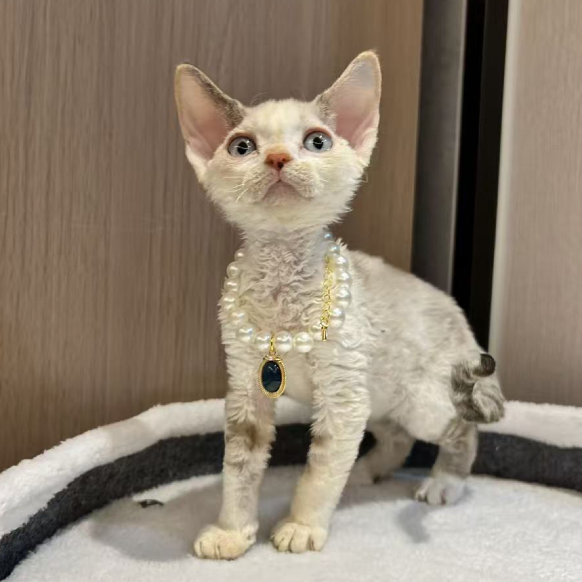 稀有色蓝眼貂三花妹妹德文汪星人卷毛宠物猫猎狐梗