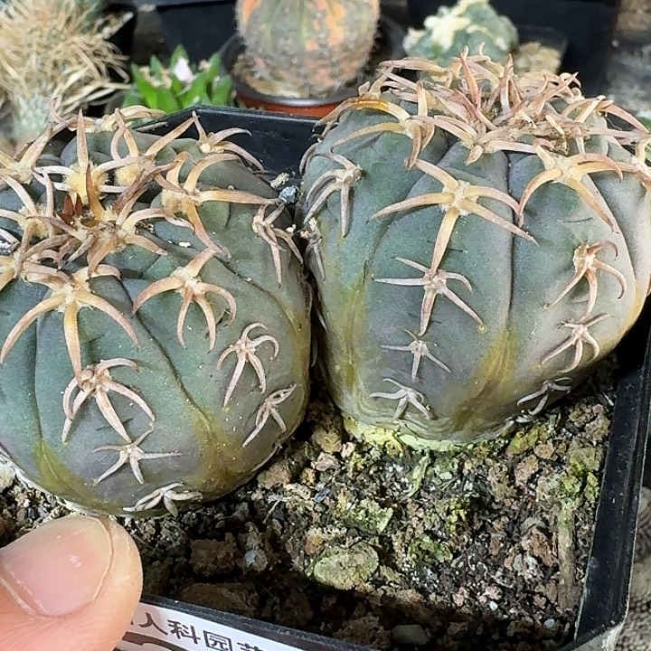 无花朵实生双头猫爪218