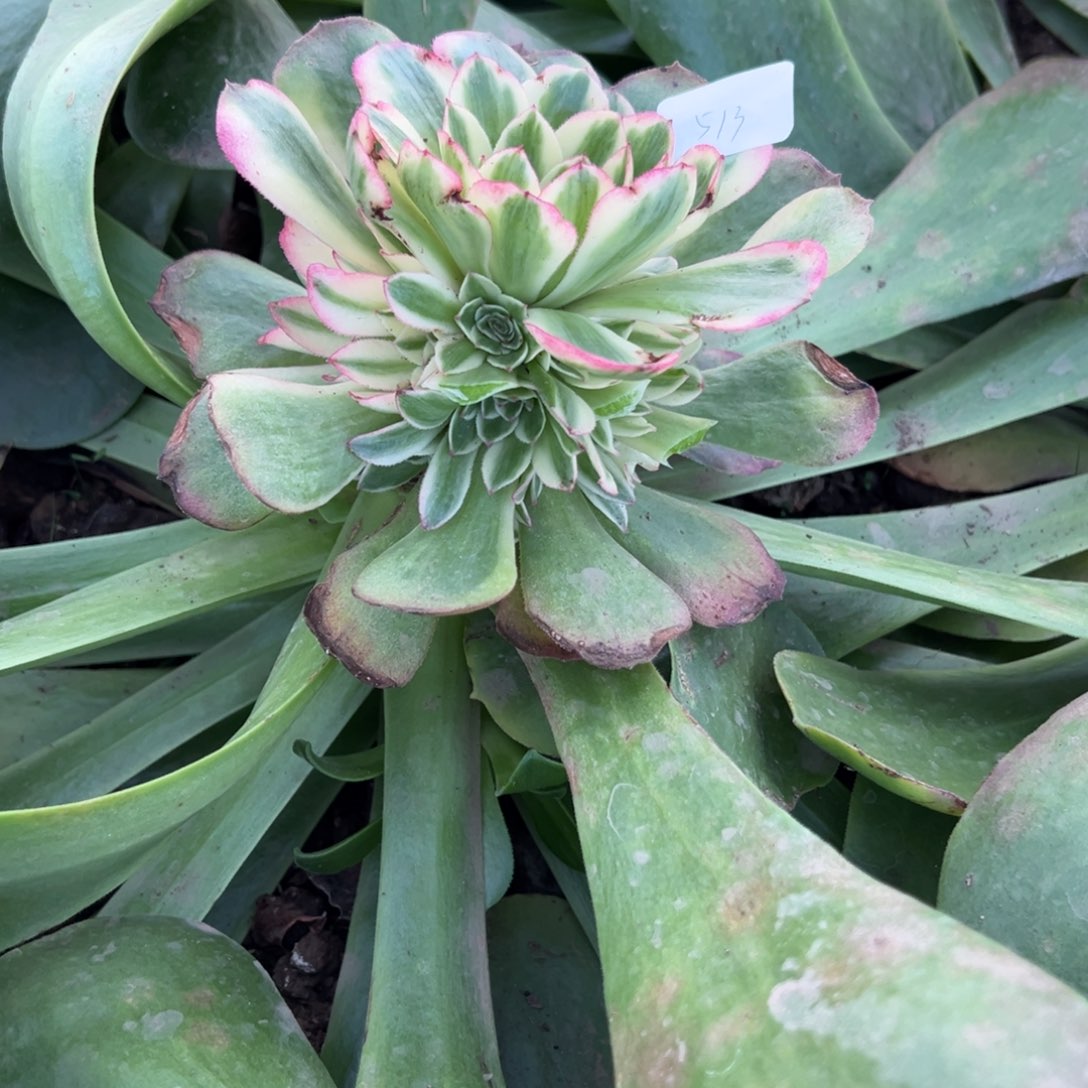 513绿体荔枝嫁接多肉嘻嘻嘻