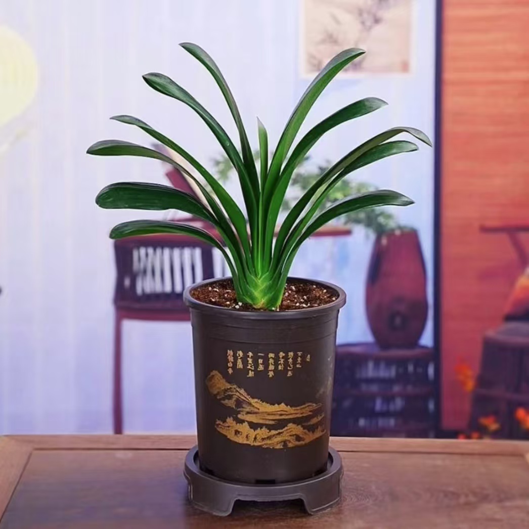 补贴价【带盆8-10叶君子兰】君子兰室内绿植盆栽客厅庭院四季花卉