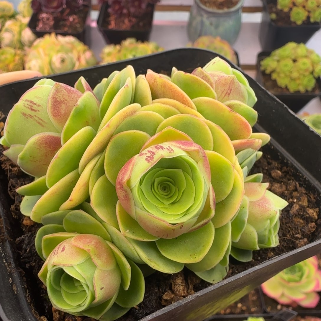 L88半城玫瑰墨染