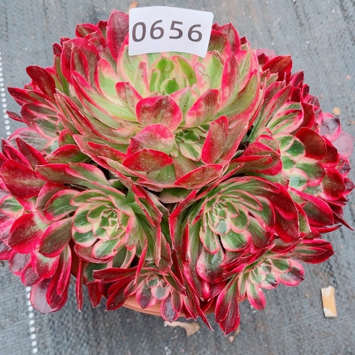 新品赤子心多肉发货