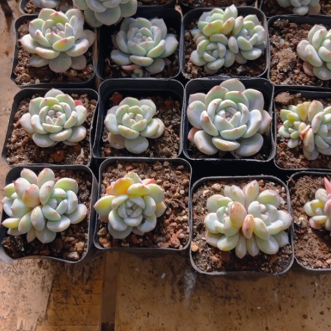 阳台精品多肉新颖20个