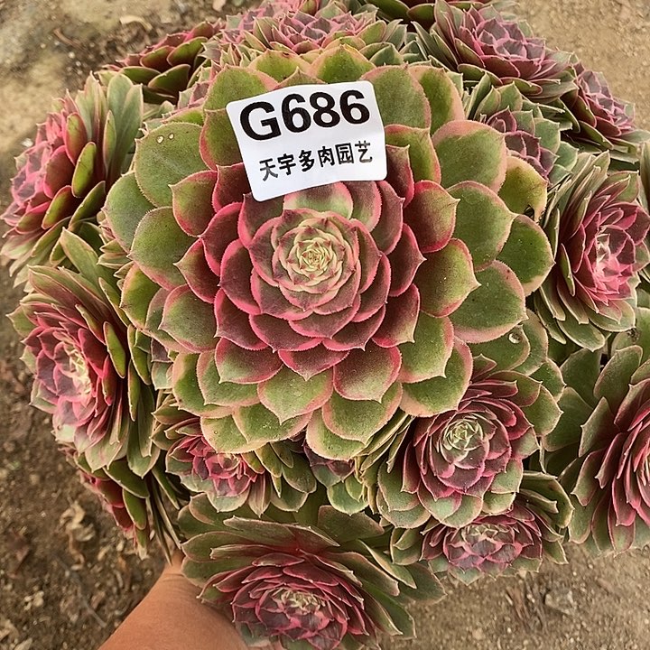 多肉植物粉花妖686多肉