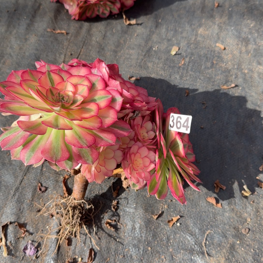 364多肉植物倾城多肉