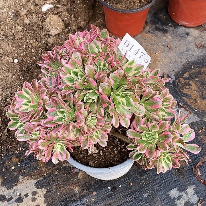 1473白凤多肉瑕疵款处理无售后