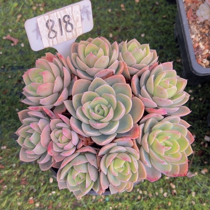 健健康康平平安安