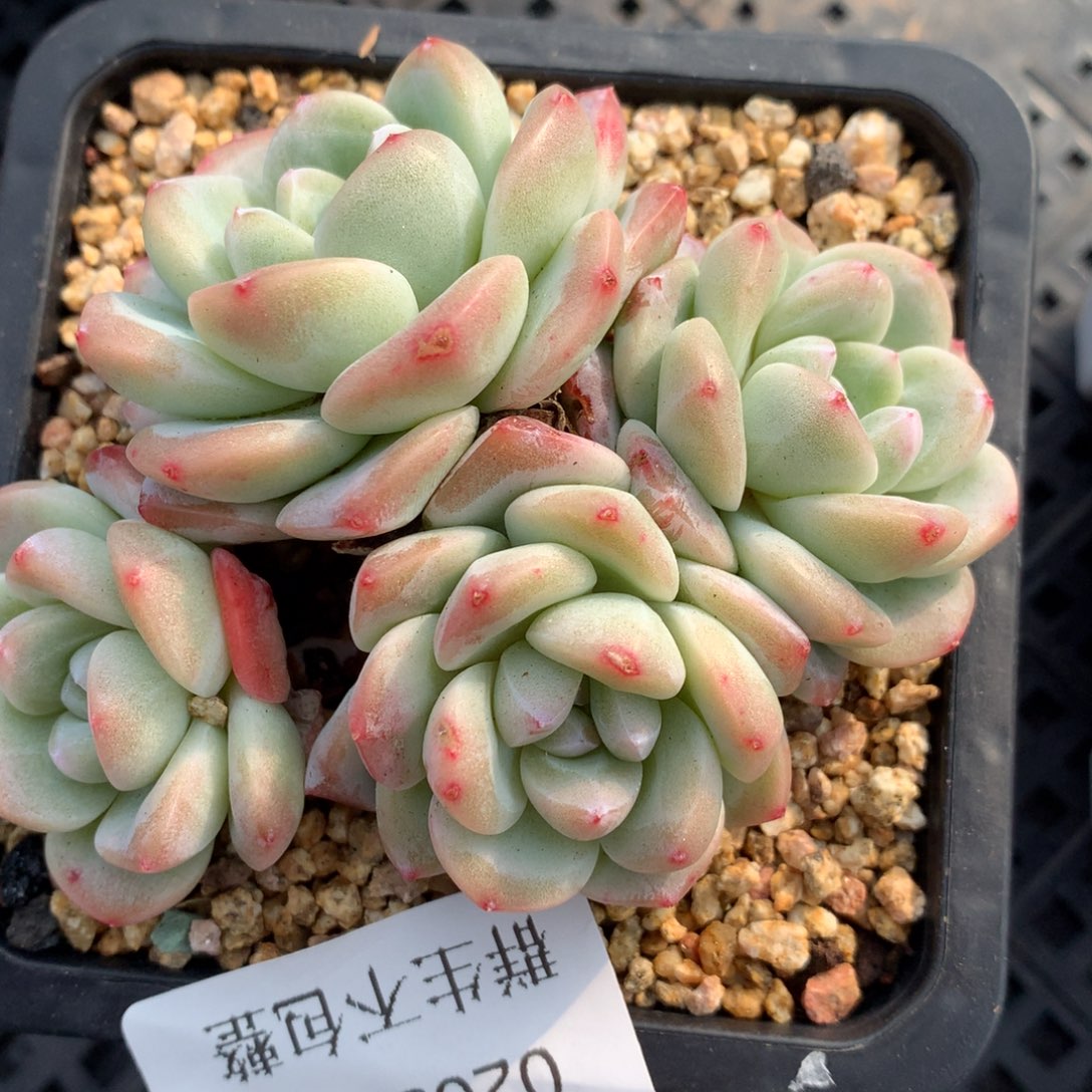 0203-54 老桩冰玉
