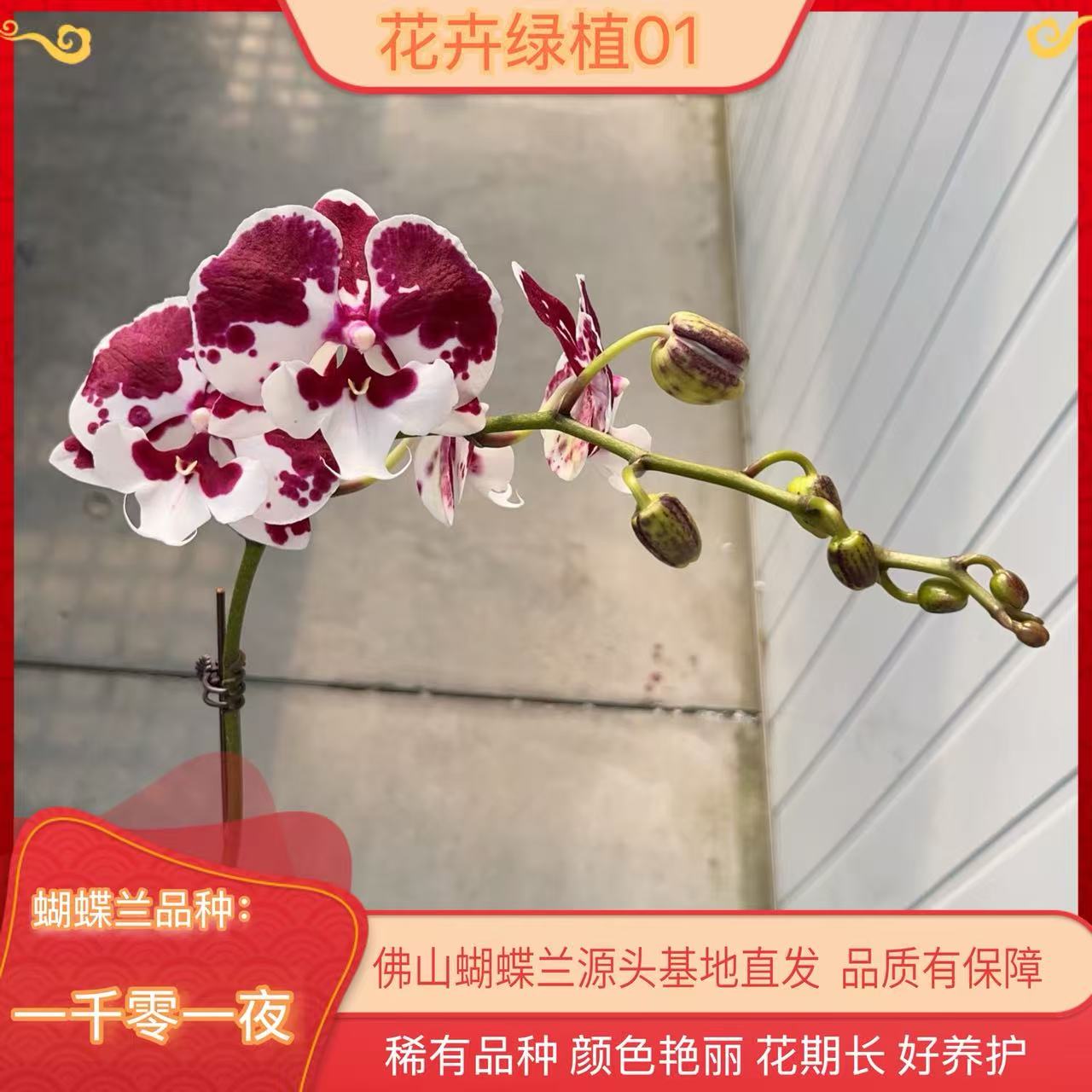 【一千零一夜01】蝴蝶兰带花苞基地直发.室内花.花期长.年花