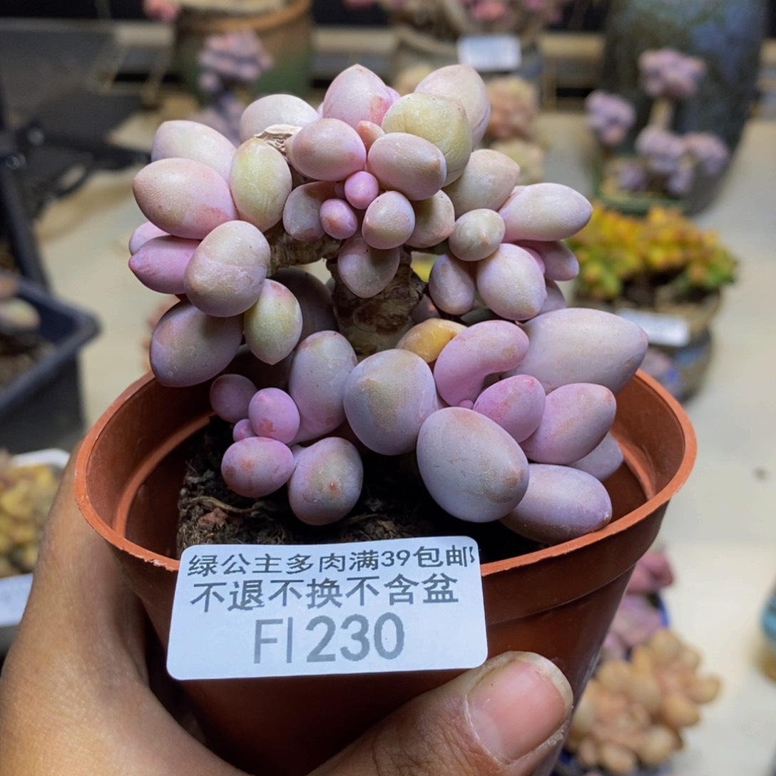 230丸叶汤圆多肉7cm