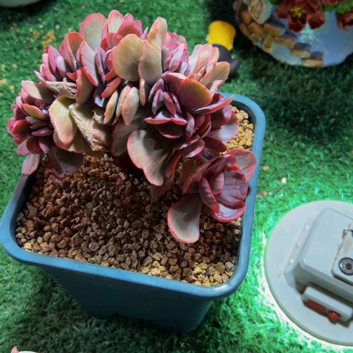 蓝玫瑰景缀168带土球