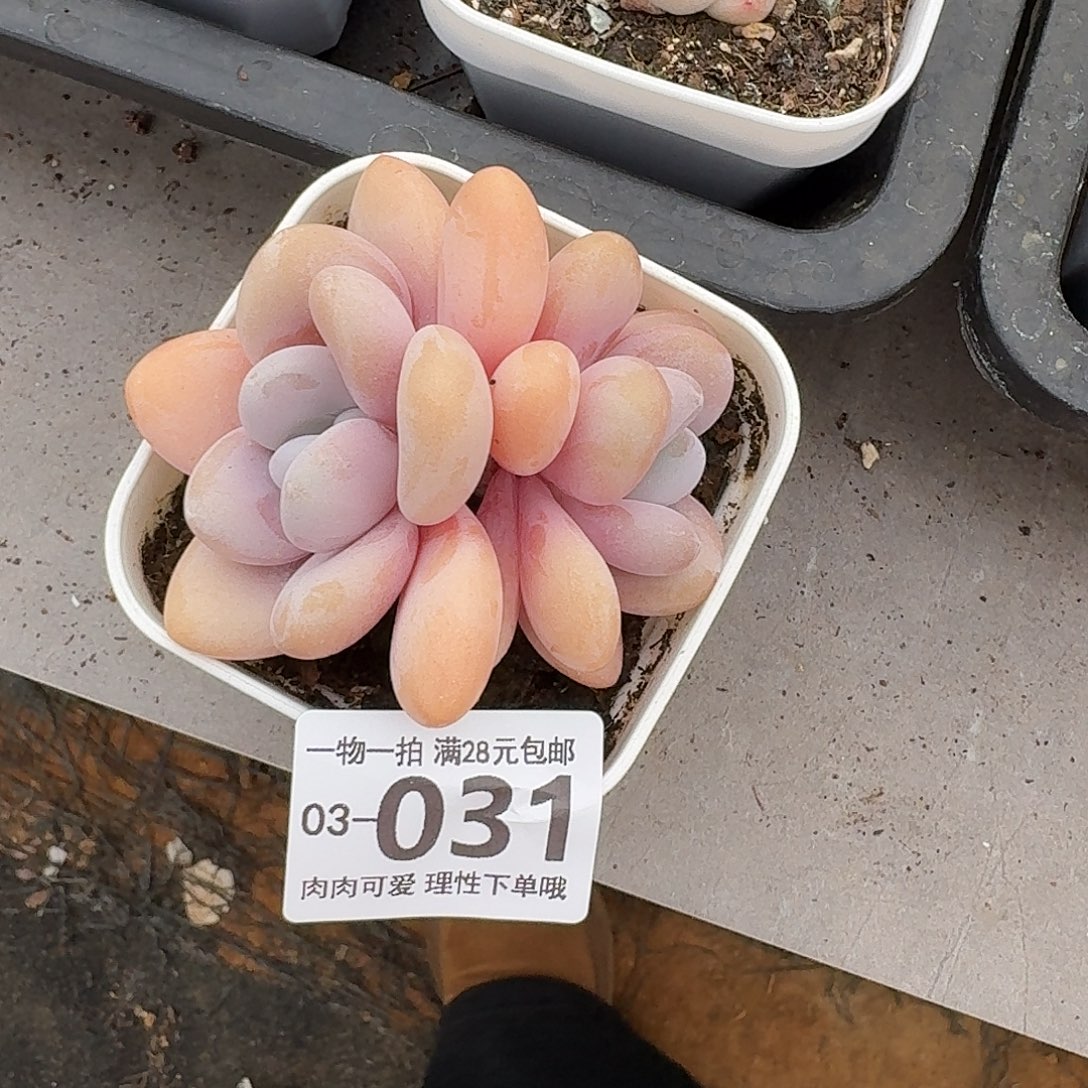 粉兔无盆土发货无