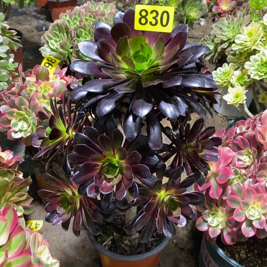 墨法多肉法师830