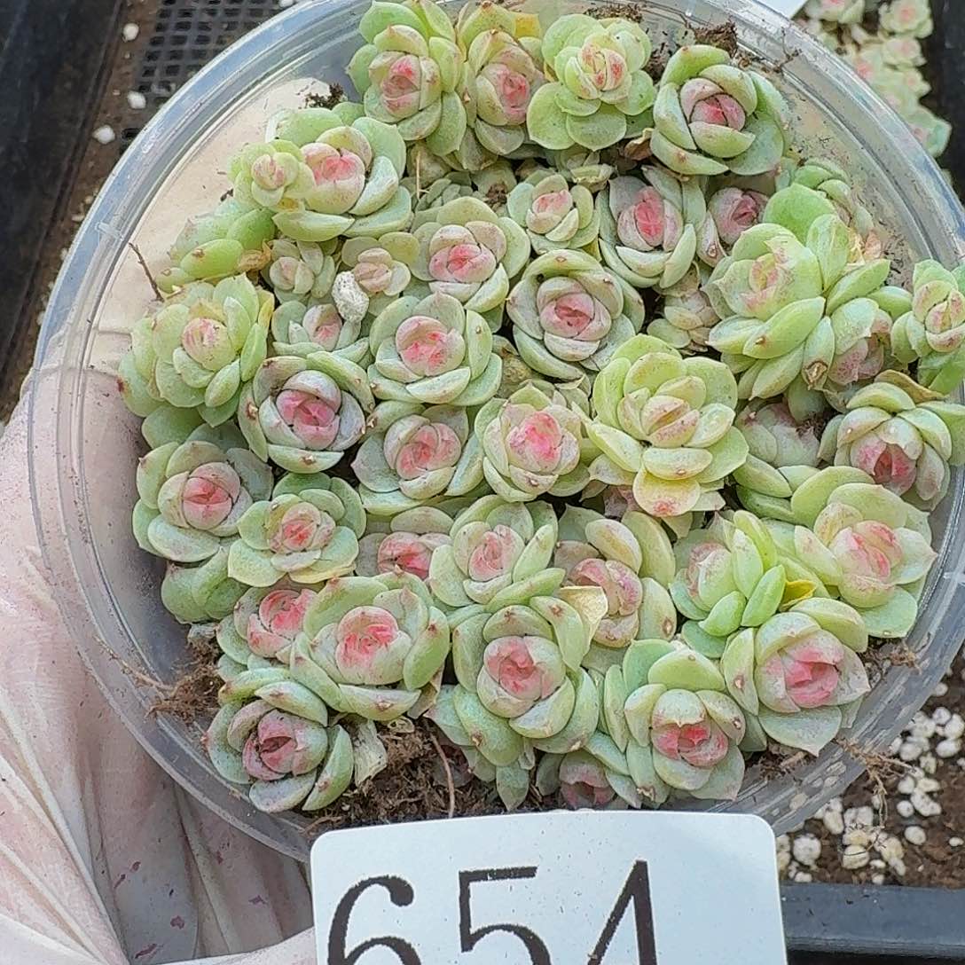 多肉植物多肉植物654