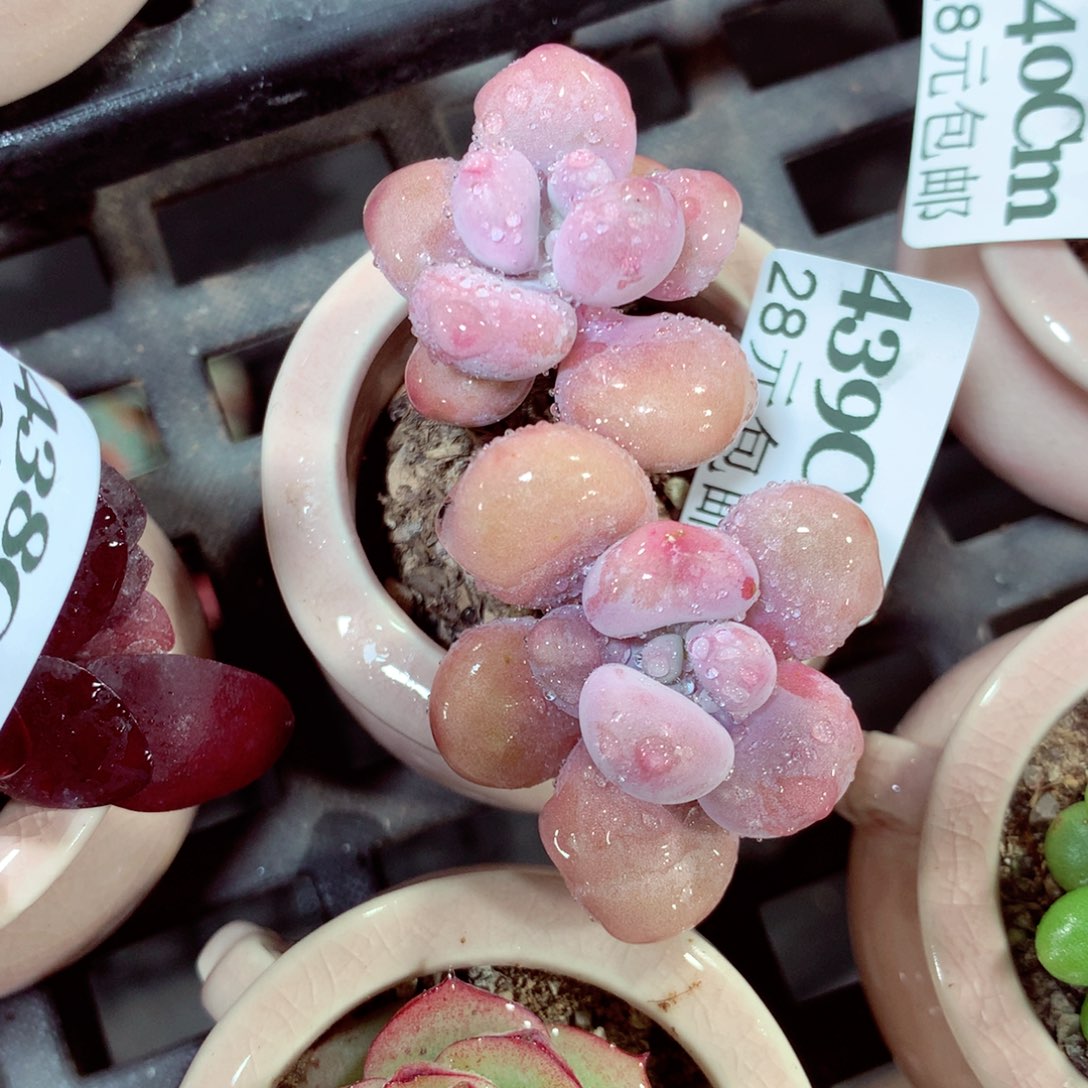 5厘米盆精控多肉439