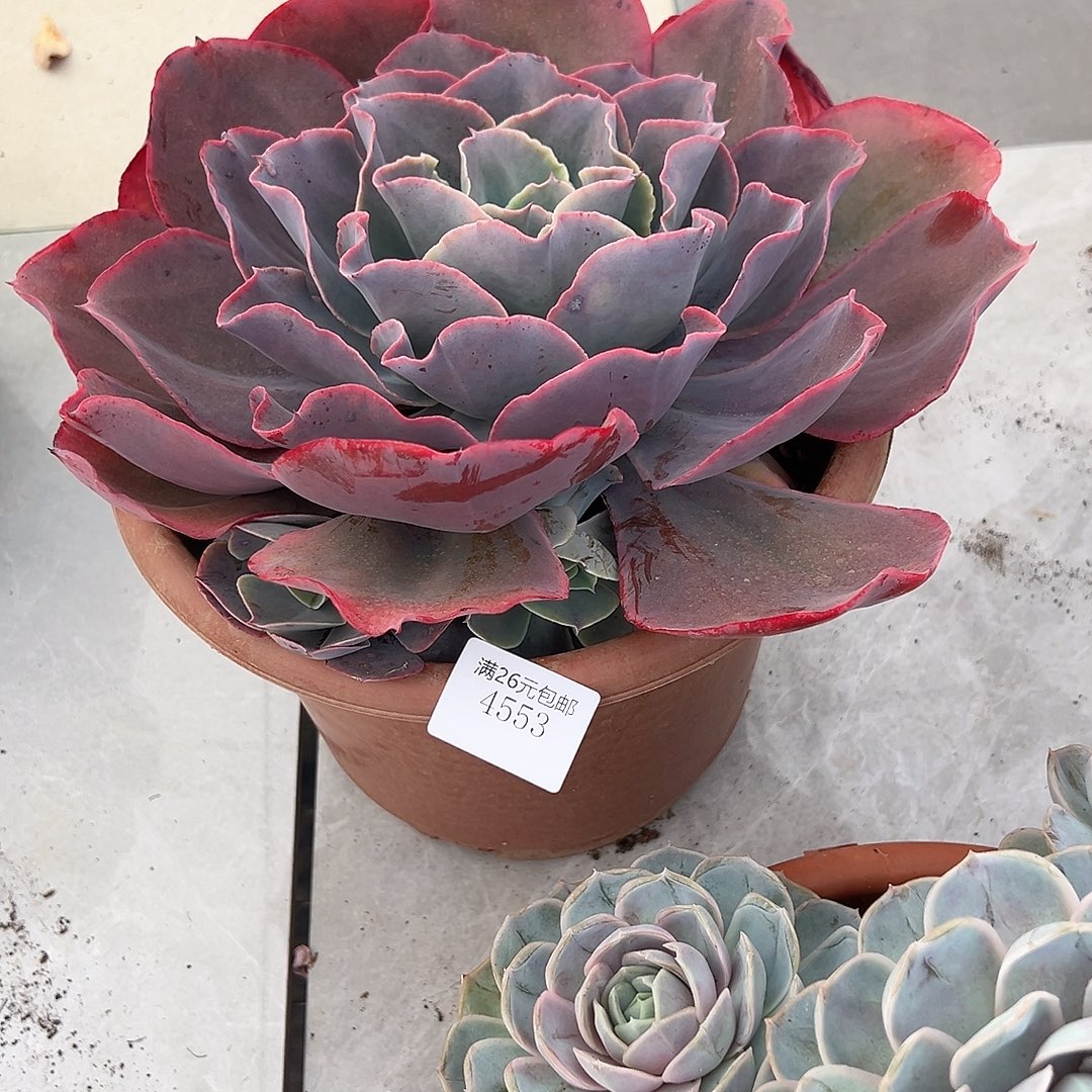 爱***逗4553天空之城多肉植物多肉