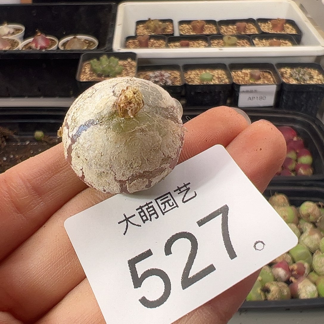 一物一拍           527