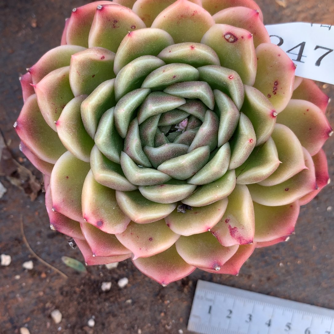 2471杂交精品基地10厘米