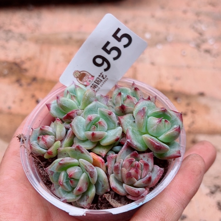 多肉植物多肉植物