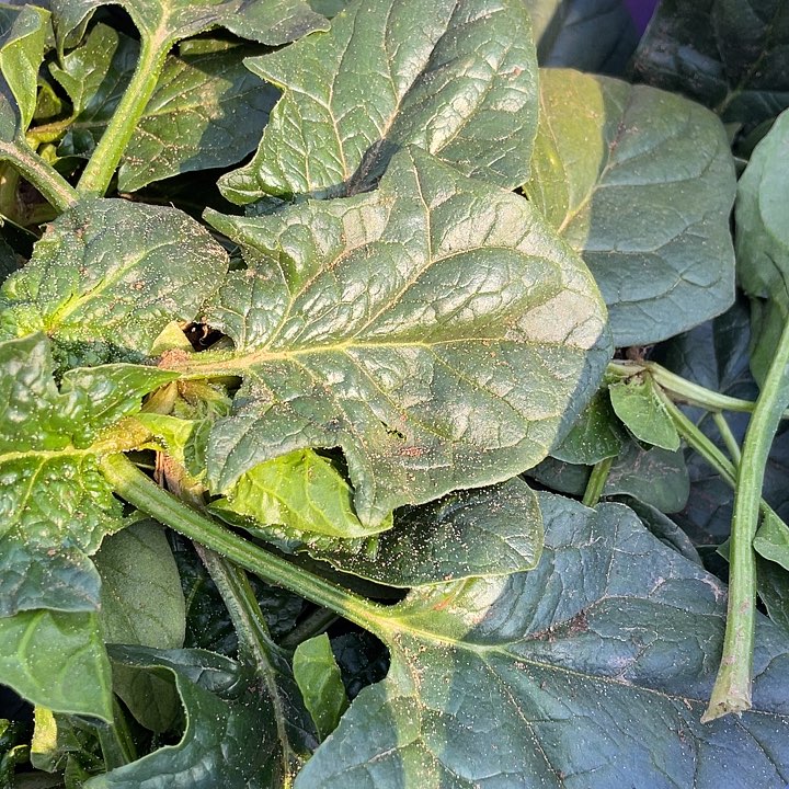 中国大陆三斤农家菠菜红根的