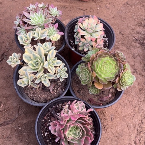 236多肉植物组合，