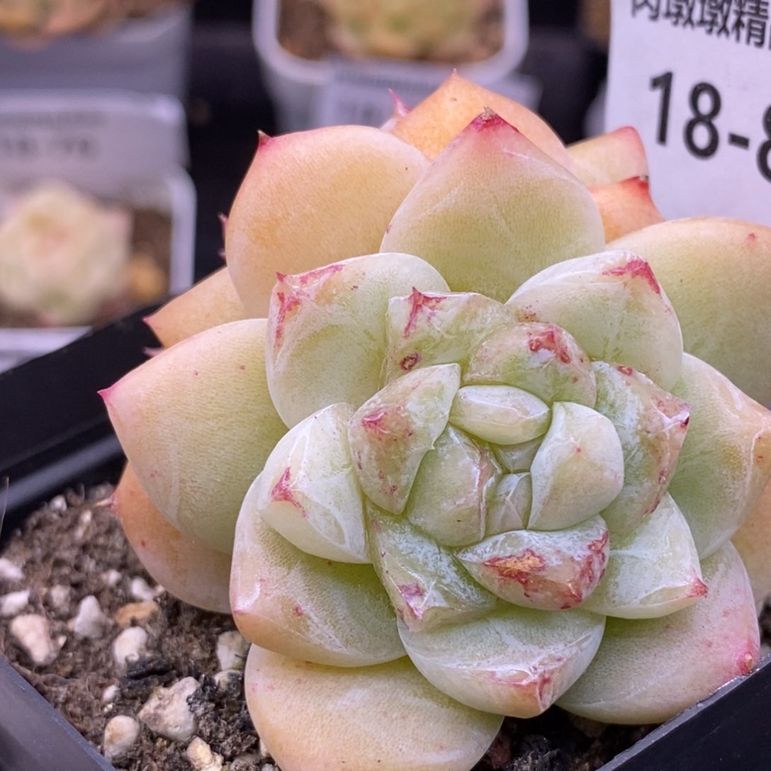 【闪购商品】18-82白泽