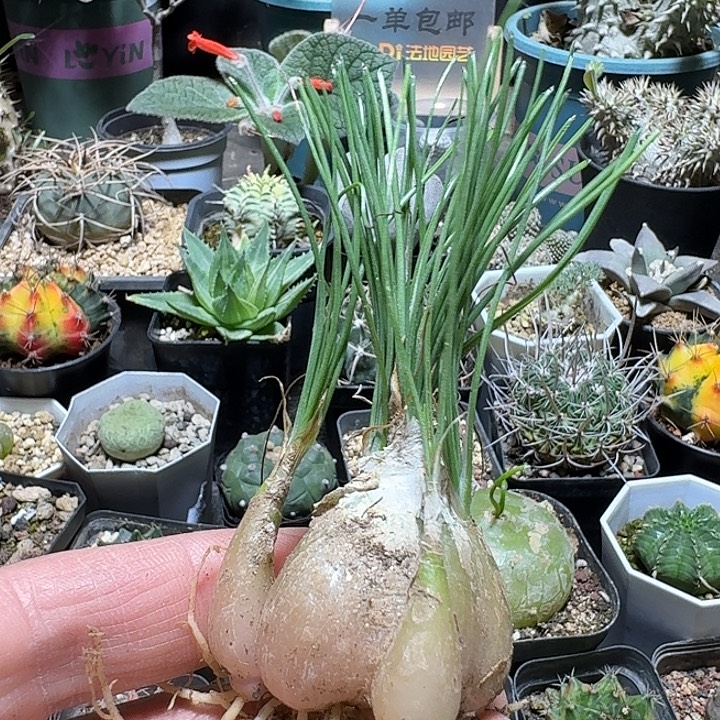 229小苍角殿脱土发货一个随机