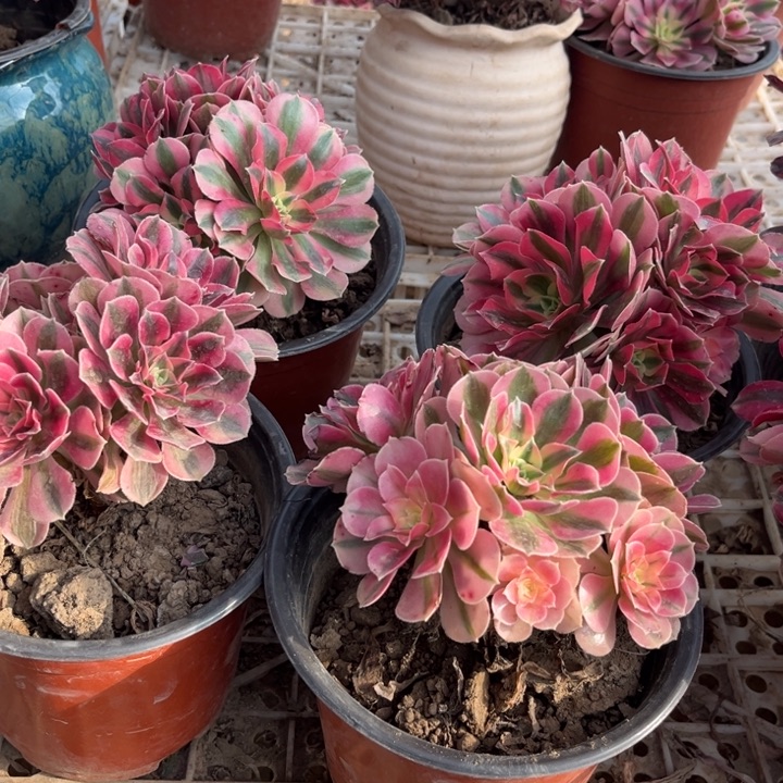 4个小粉女巫裸根脱土