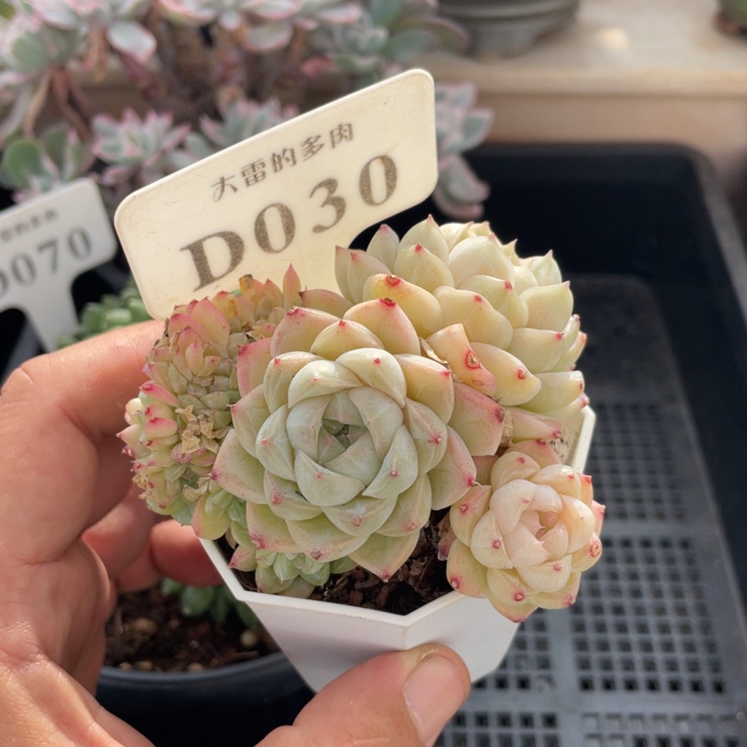 030白杂不带盆8厘米