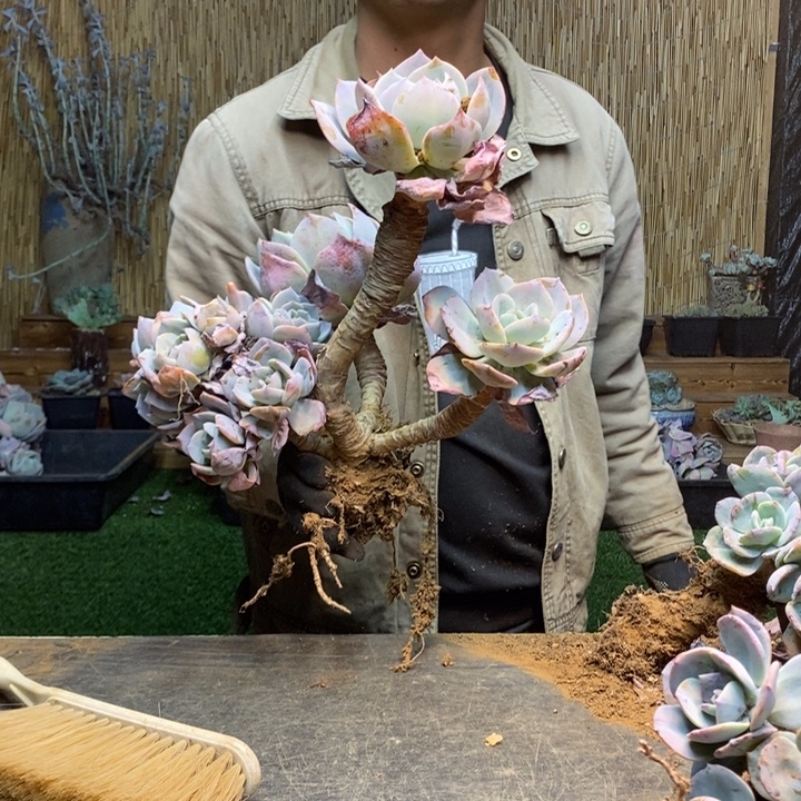 古***念152 号白凤多肉植物