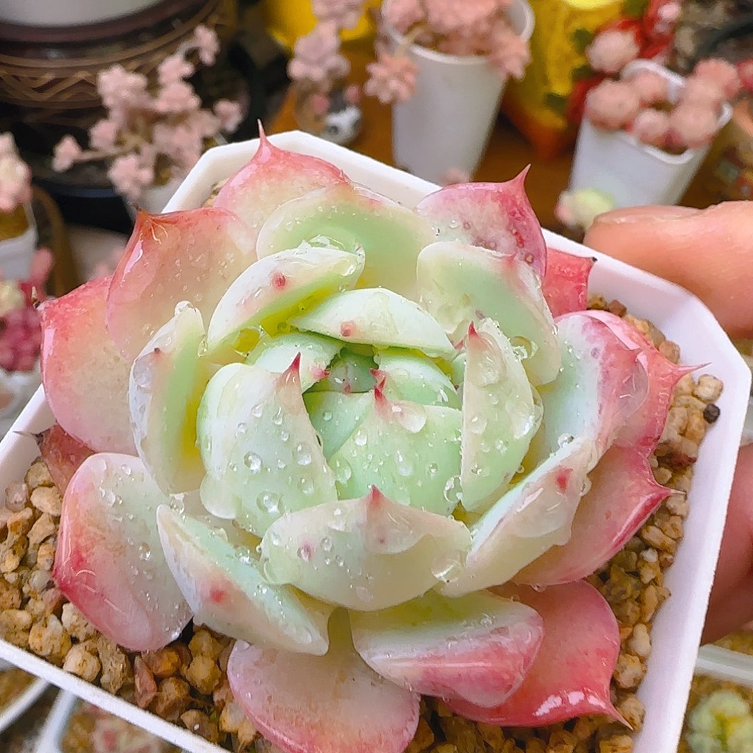 王中王，344、仙农出品，