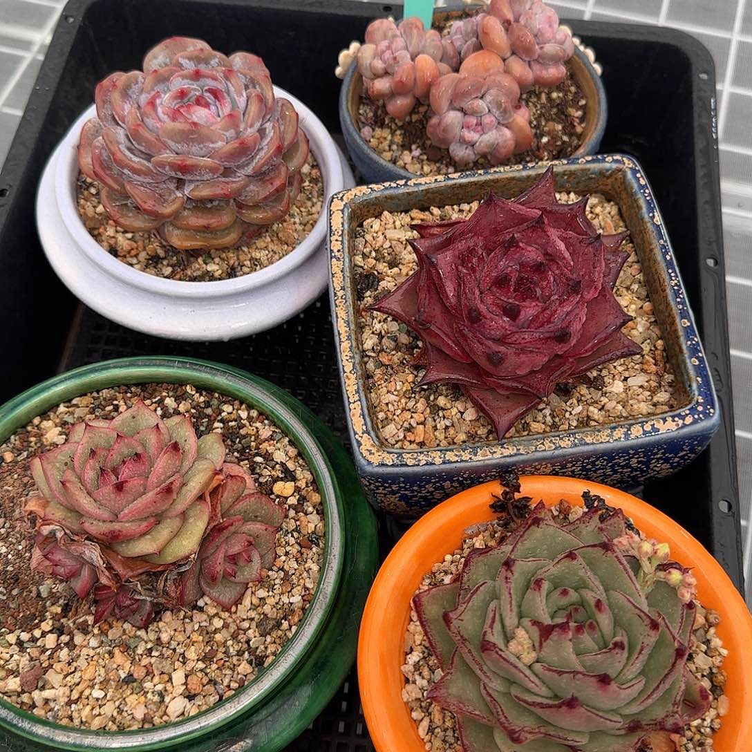 从前慢花园精选多肉编号0116-121