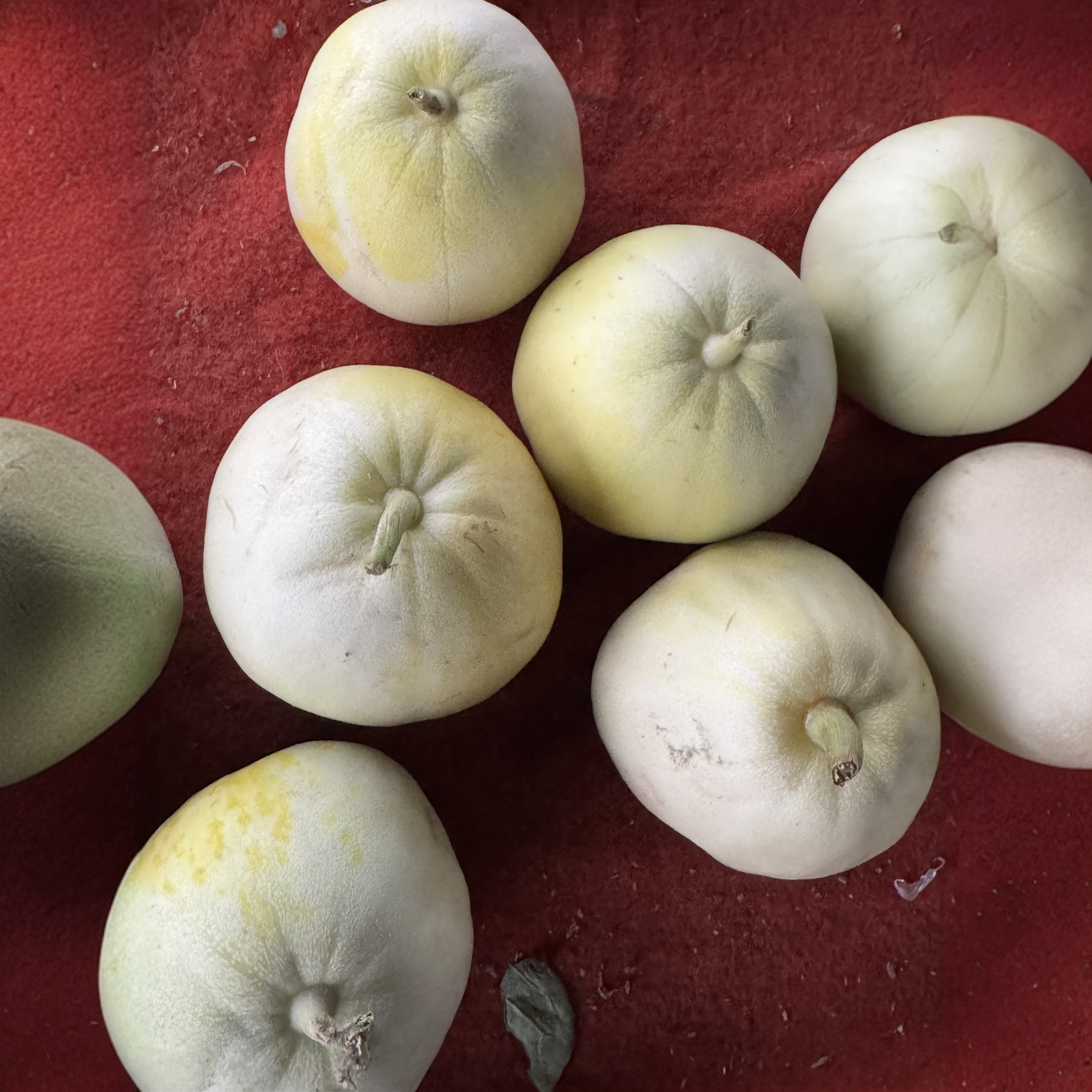 绿宝甜瓜新鲜现摘清甜香瓜当季水果