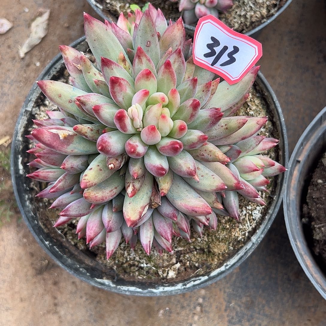 罗***隆313号虞美人，一物一